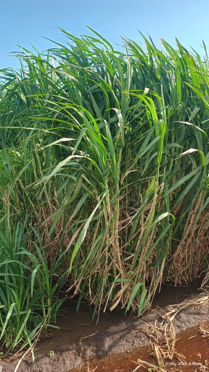 plantation